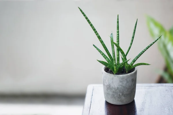 Cilindrische Slangenplant Pot — Stockfoto