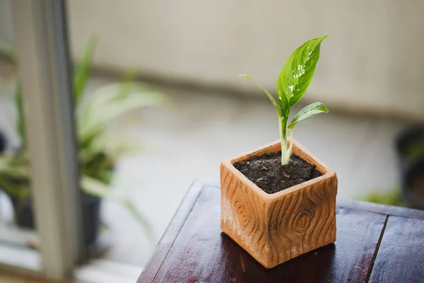Little Dieffenbachia Growth Beautifully Pot — Stock Photo, Image