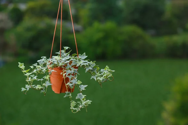 Houseplant Koncept Anglické Břečťan Rostlina Květináči Zeleném Stromě Pozadí — Stock fotografie