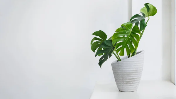 Monstera Pot Naast Raam Houseplant Trendconcept — Stockfoto