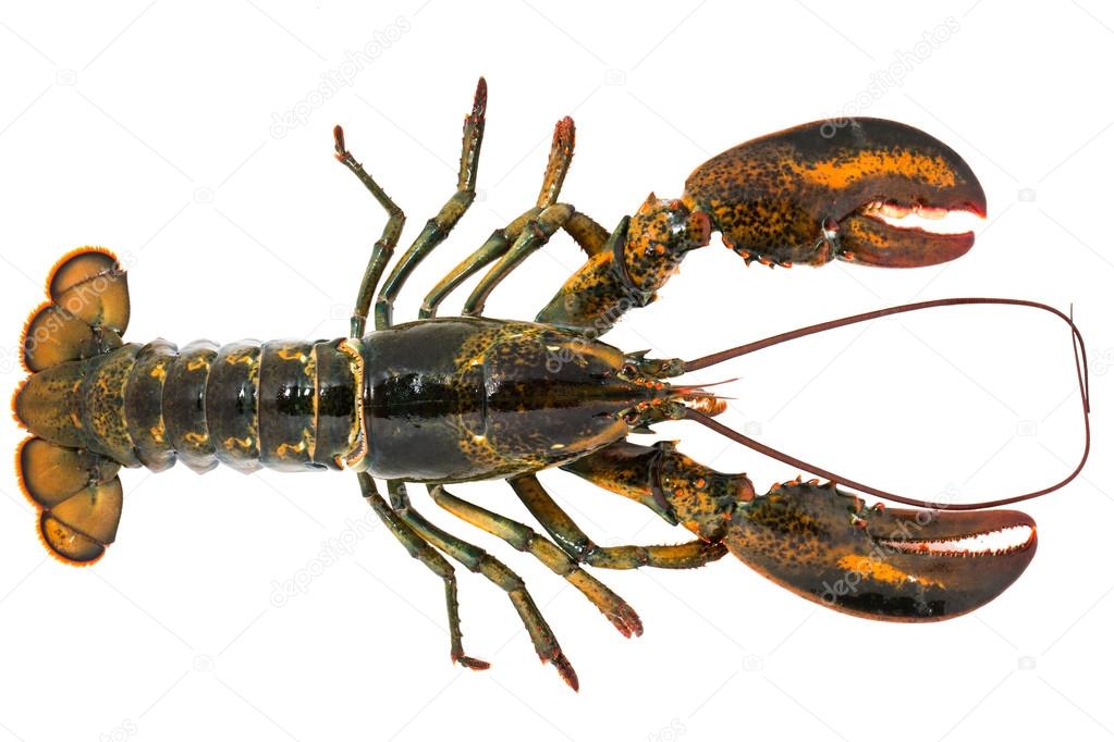 Fresh lobster isolated