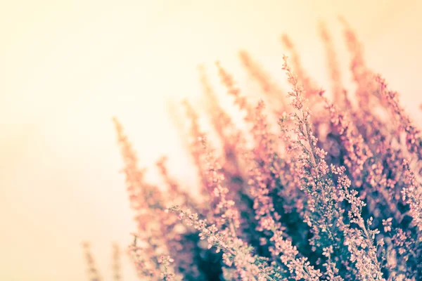 Květiny, pastelové barvy — Stock fotografie