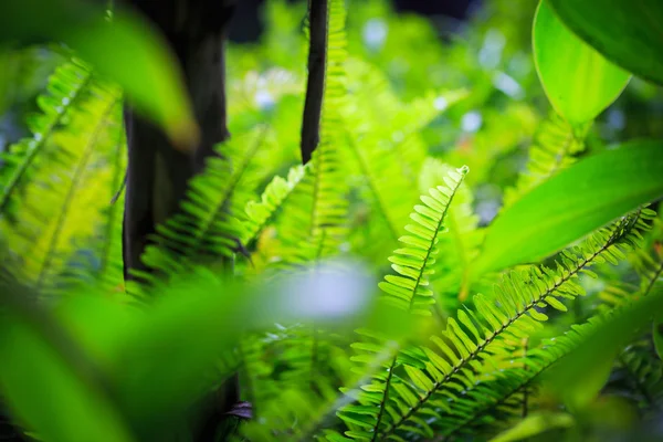 Fern verlaten in tuin — Stockfoto