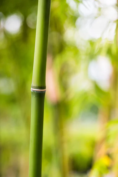 Floresta de brotos de bambu — Fotografia de Stock