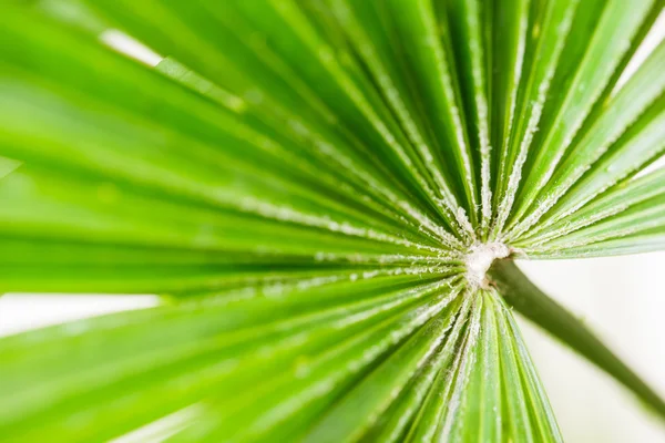 Textura hoja de palma — Foto de Stock