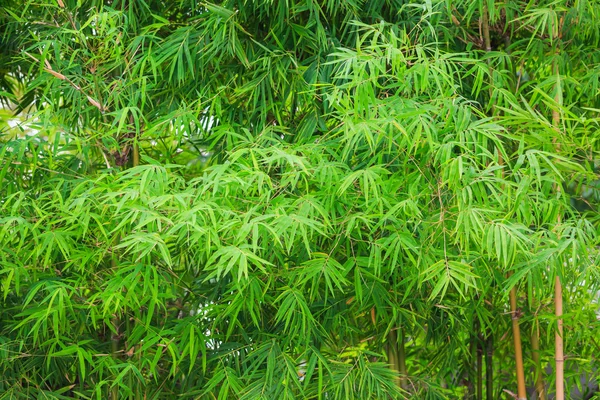 Bamboe bladeren natuur — Stockfoto