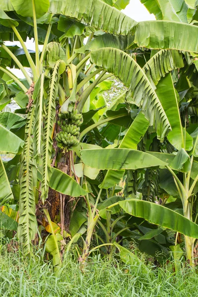 Banana árvore verde — Fotografia de Stock