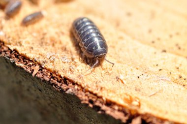 Böcek odun parçası üzerinde.