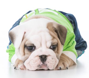 şirin bulldog yavrusu