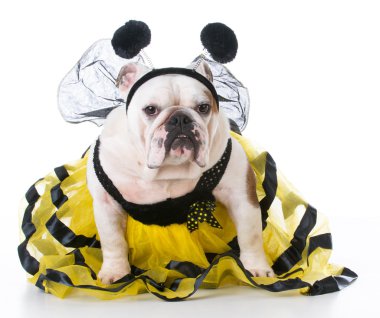 dog dressed like a bee clipart