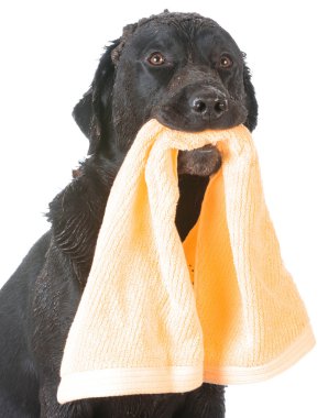 duş almak için bekleyen köpek