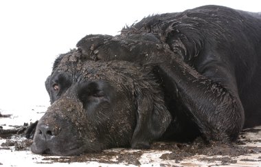 kirli çamurlu köpek