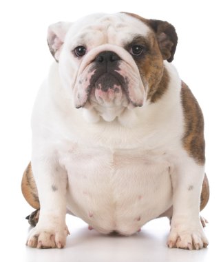 İngilizce bulldog portre