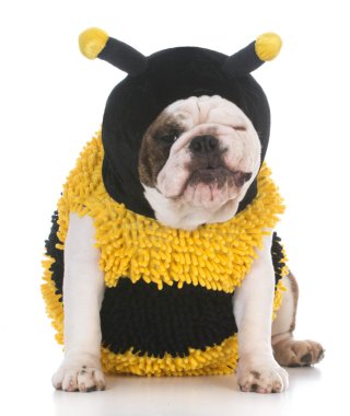 dog wear bee costume clipart