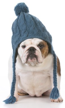 köpek kış için giyinmiş