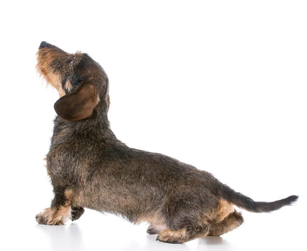 Minyatür wirehaired dachshund — Stok fotoğraf