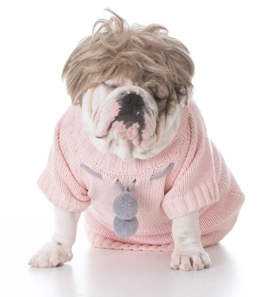 Kvinnliga engelska bulldog — Stockfoto