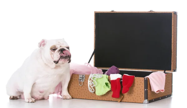 Cão com mala de viagem — Fotografia de Stock