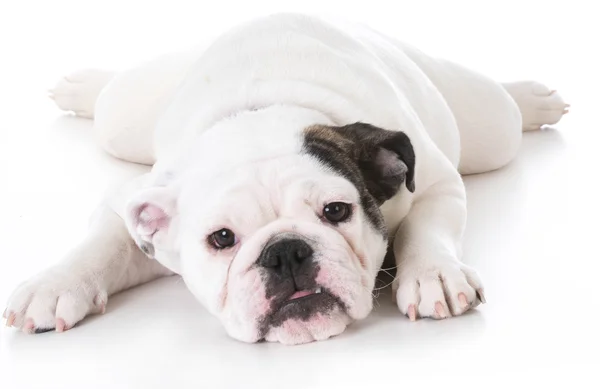 Bulldog valp fastställande — Stockfoto