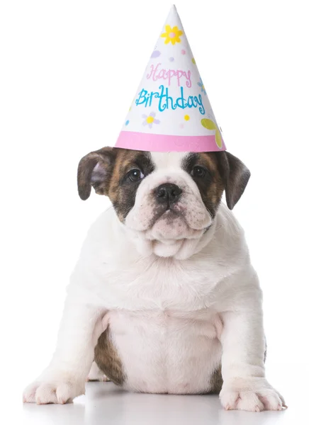 Birthday bulldog puppy — Stock Photo, Image