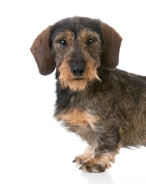 Miniature wirehaired dachshund — Stock Photo, Image