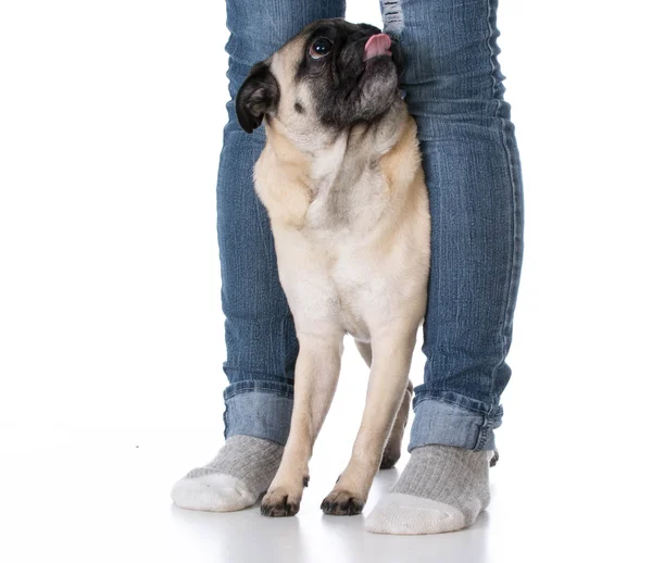 Dog sitting at owners feet — Stock Photo, Image