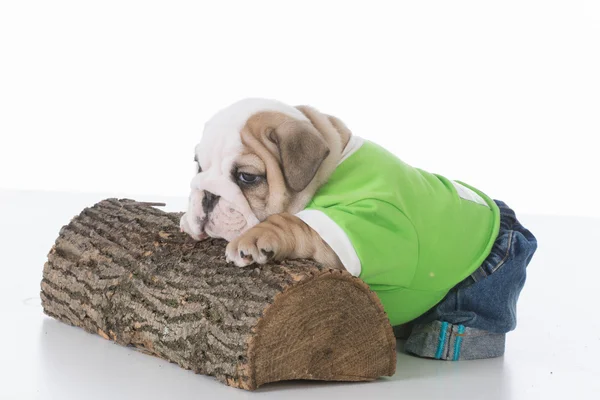 Adorable bulldog puppy — Stock Photo, Image