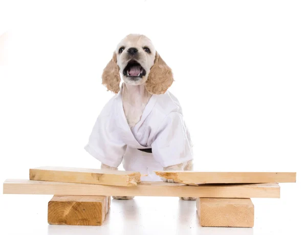 Kung fu hund — Stockfoto