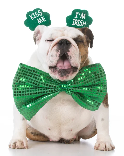 St patricks jour chien — Photo