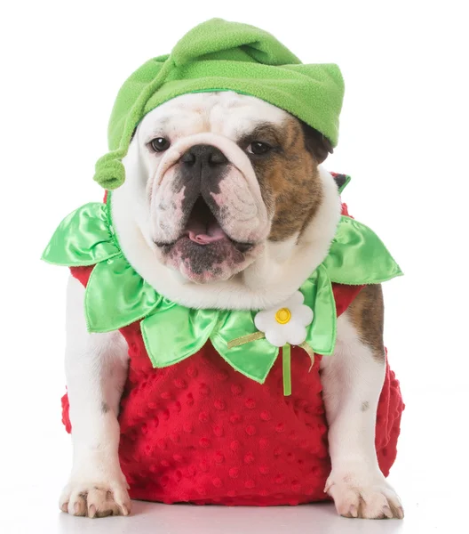 Perro vistiendo traje de fresa — Foto de Stock