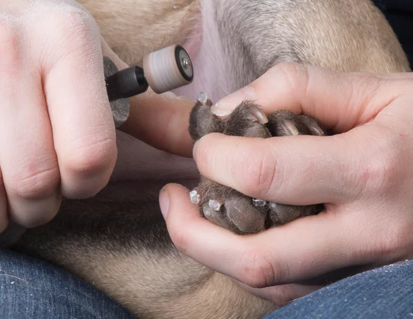 Recortar uñas de perro —  Fotos de Stock