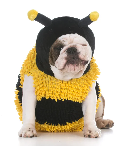 Pes nosí včely kostým — Stock fotografie
