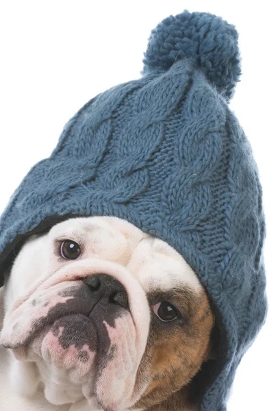 Hund klädd för vintern — Stockfoto