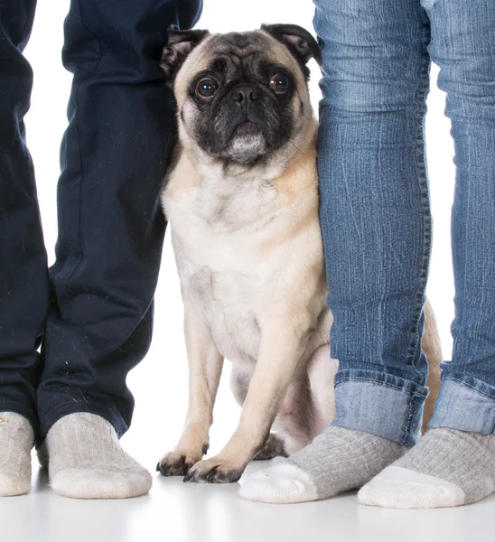 Pies siedzi u stóp właścicieli — Zdjęcie stockowe