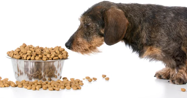 Voeding van de hond — Stockfoto