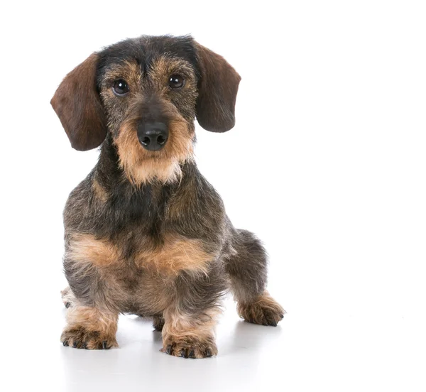 Wirehaired Jamnik miniaturowy — Zdjęcie stockowe