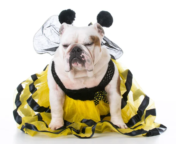 Dog dressed like a bee — Stock Photo, Image