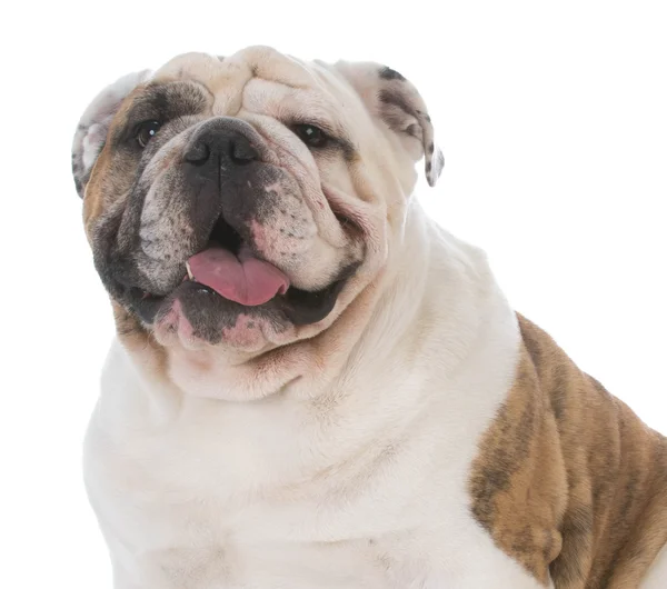 Manliga engelska bulldog — Stockfoto