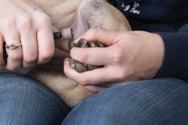 Cortar as unhas do cão — Fotografia de Stock