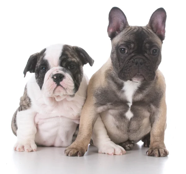 Cachorros de bulldog ingleses e franceses — Fotografia de Stock