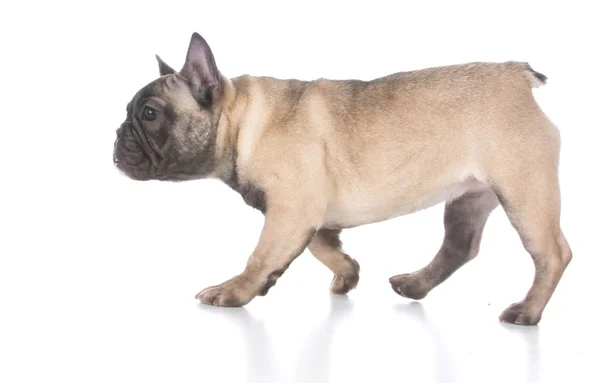 Bouledogue français chiot walkin — Photo