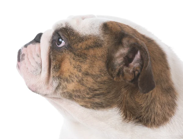 Angol bulldog portré — Stock Fotó