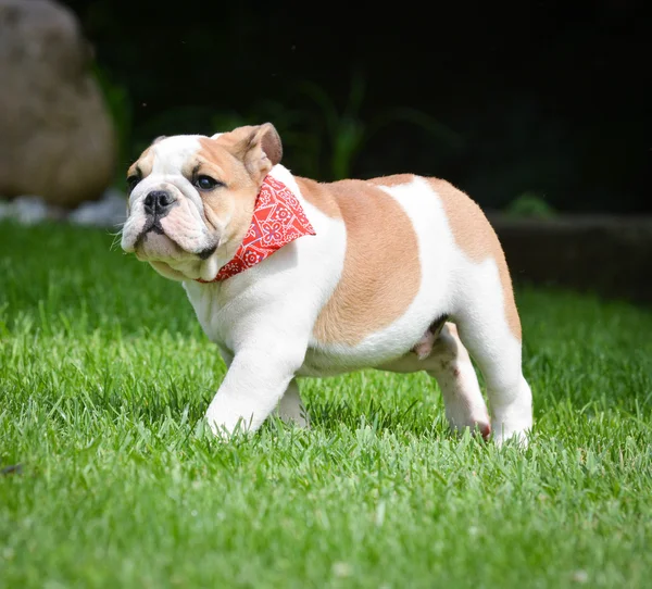 Englische Bulldogge draußen — Stockfoto