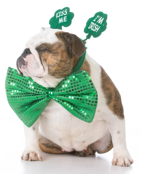 St Patricks day dog — Stock Photo, Image