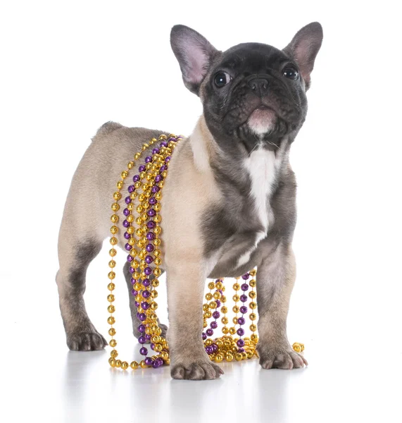 Cachorrinho de bulldog francês — Fotografia de Stock