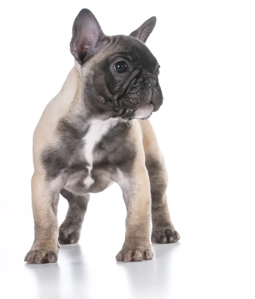 Franse bulldog puppy — Stockfoto