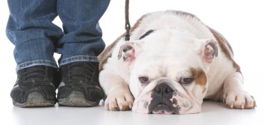 köpek itaat terbiye