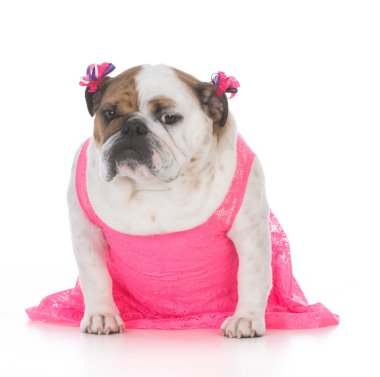 kadın İngilizce bulldog