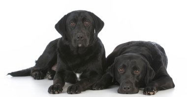iki Siyah labrador Retriever