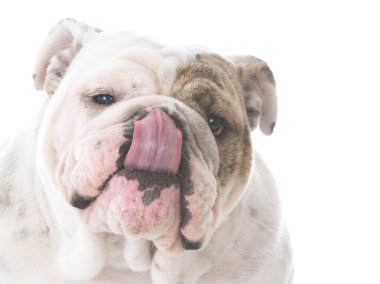 köpek yalamaya dudaklar